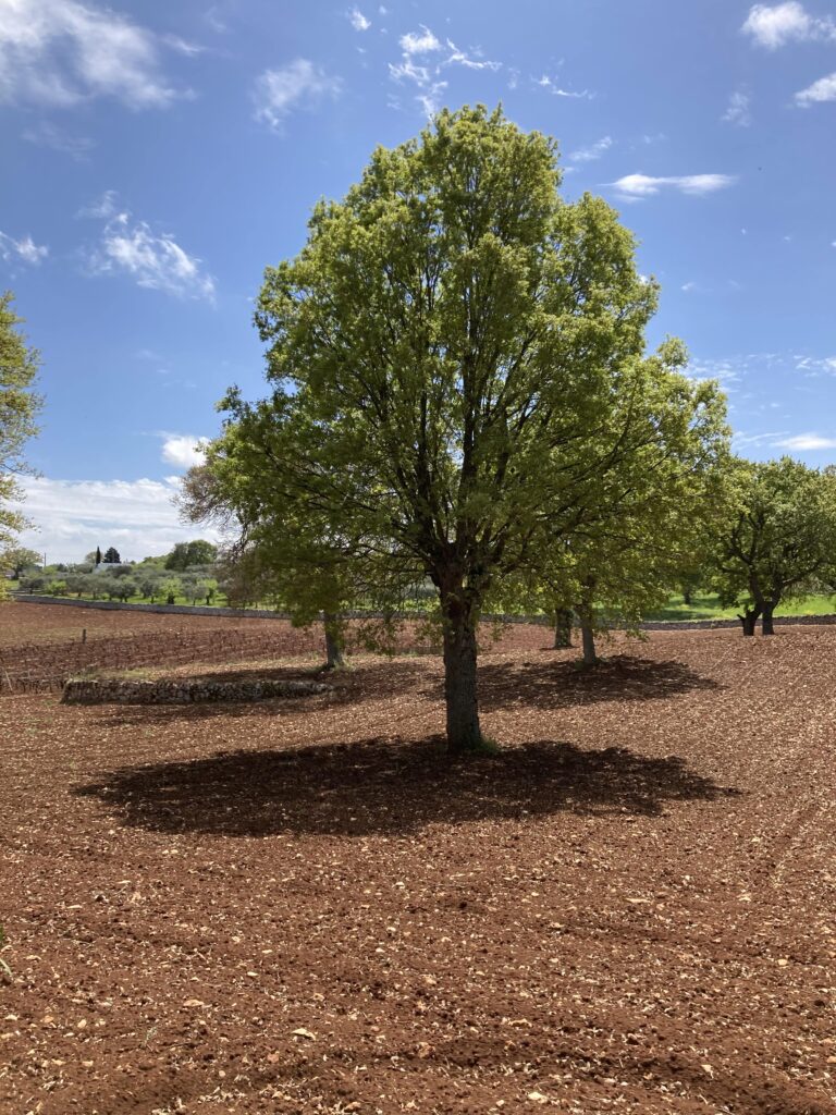 albero e ombra