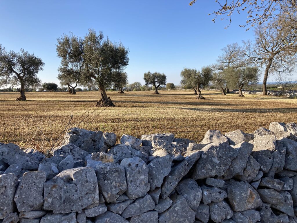 muretto a secco in Puglia
