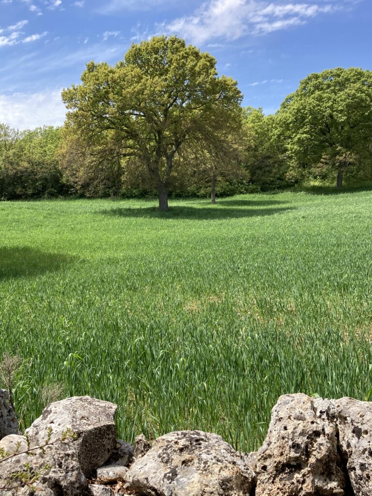 prato verde e chioma