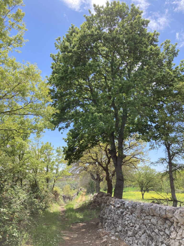 viale quercia e muretto