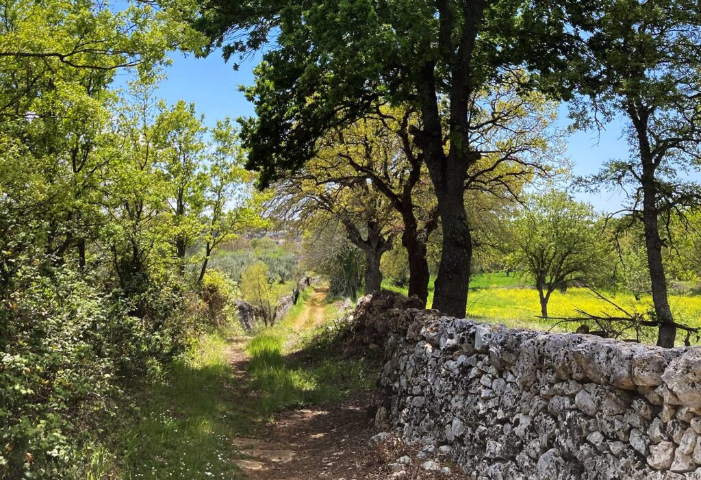 viale-quercia-e-muretto_002