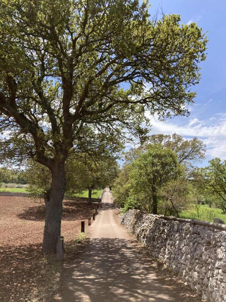 viale rurale ghiaia albero muretto