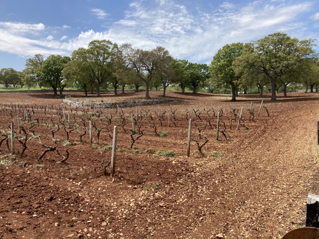 vite e quercia