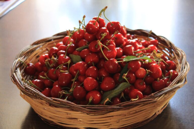 Cesto di ciliegie